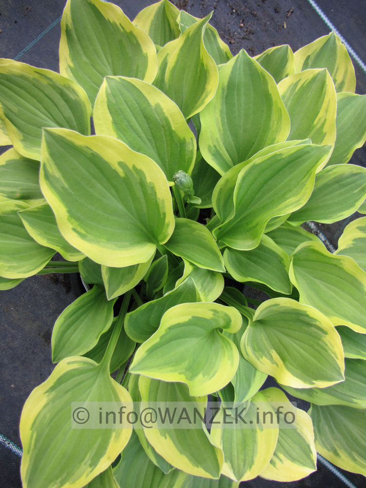 Hosta nakaiana Golden Tiara 04.JPG